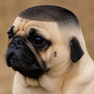 CaяlOsFaяia's avatar