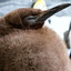 Pesto The Penguin