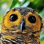 Bee Owl