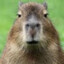 Capybara