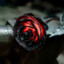 Steel&#039;Rose