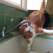 袜子套在耳朵上