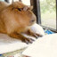 Traficante de capybaras