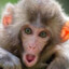 Le_Monkey