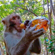 drunkmonkey