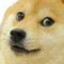 CookieDogeBoi