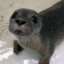 SeSeal