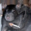 A Smoking Rat