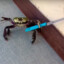 Soldier-Crab