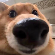 威龙不会爱上性感苍蝇头