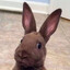 ✿兔子寶寶✿