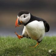 TheHuffingPuffin