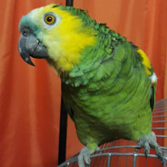 isbdi
