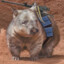 wombat spaceglider