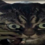 повар ми члена