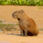 CAPYBARA