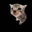 kitty enjoyer| Pijkos Masters