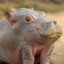 Neckless Hippo