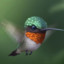 Hummingbird