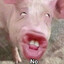 Puerco