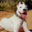 Small Dogo Argentino