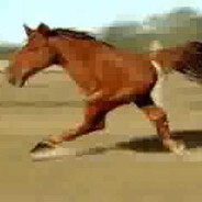 Horses don't stop