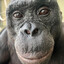 Monkey with a keyboard