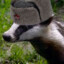 Soviet Badger