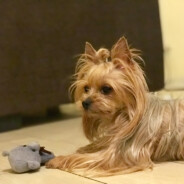 爱玩游戏的橙子