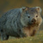 Wombat