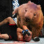 Wombat Combat