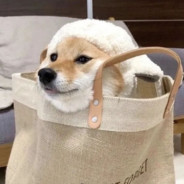 叼着奶嘴逛妓院