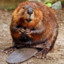 Beaver