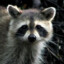 Raccoon