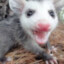 Possum ♥