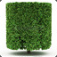 Mr. Squarebush