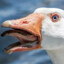 Hostile Goose