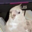 Loro