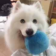 Samoyed