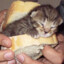 Cat Sandwich