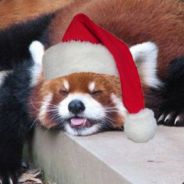 Panduhhh