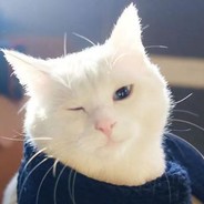 逗比猫