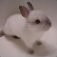 petsku