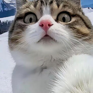 猫想跟我回家哎