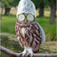 Joking Owl