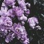 Snoow_al