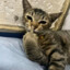Милий Котик