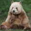 dappo_dimebear