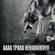 дима коляденко