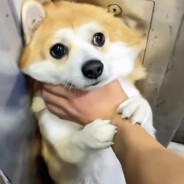 大虾不夺冠不改名